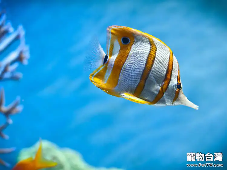 如何處理水族箱中的氨和亞硝酸鹽