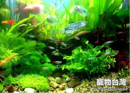 如何控制觀賞魚飼養密度