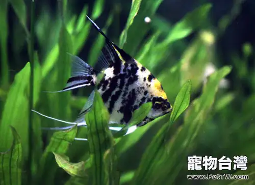 埃及神仙魚的挑選要點(1圖)-寵物台灣