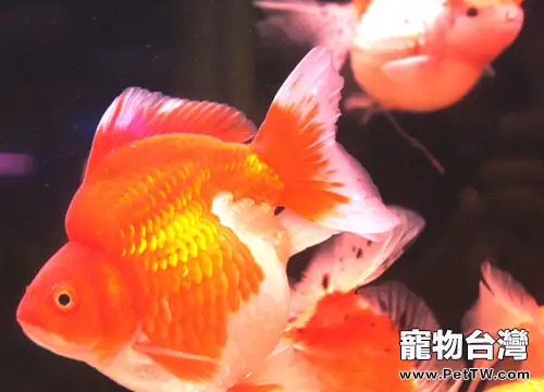 春季金魚不產卵該怎麼辦