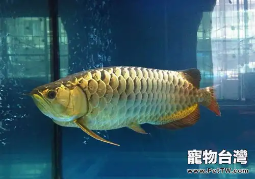 藍底過背金龍的鑒別方法(1圖)-寵物台灣