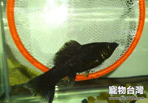 卵胎生魚的定義及品種介紹