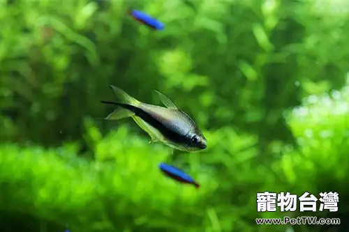 燈魚造景要點及飼養密度