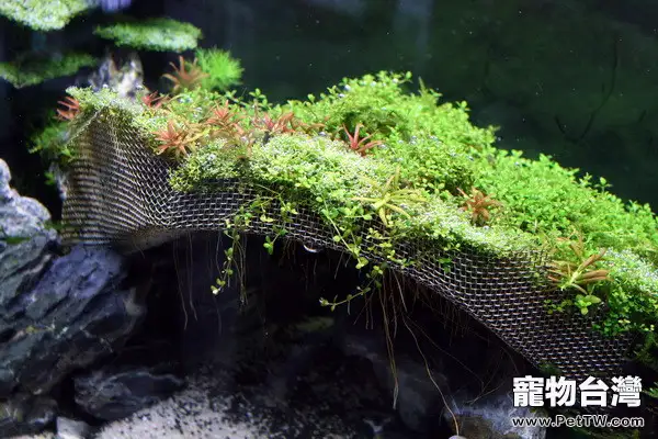 鐵肥與爆藻的關係(1圖)-寵物台灣
