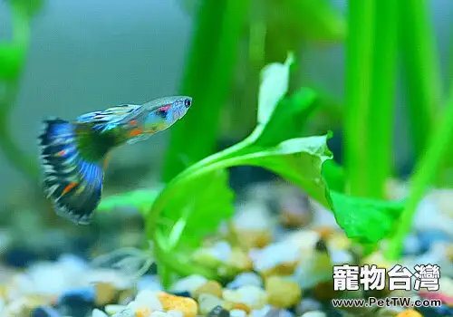 孔雀魚種魚的選配要點