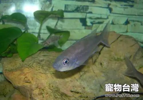 航空母艦的繁殖特點(1圖)-寵物台灣