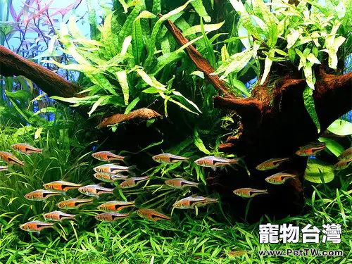 為水族箱清潔的注意事項