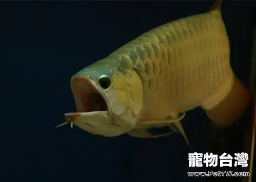 溫差過大導致龍魚立鱗的處理方法