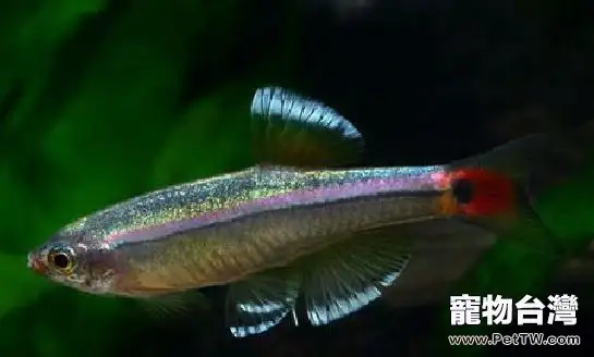 金絲魚的繁殖及雌雄鑒別