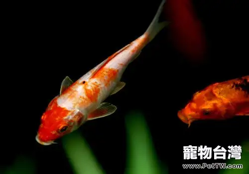為何夏季錦鯉易患病(1圖)-寵物台灣