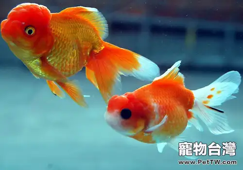 水族箱下鹽的注意事項