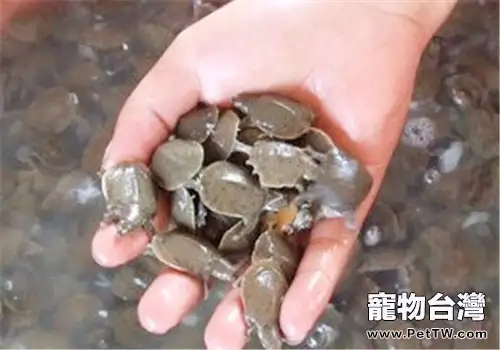 梅雨季易生甲魚白斑病(1圖)-寵物台灣