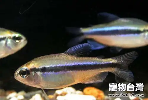 水質可引起觀賞魚緊迫