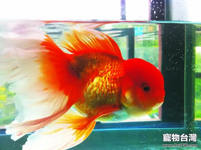 玻璃魚缸的保養方法