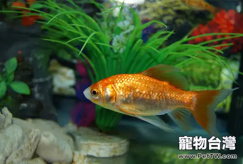 金魚魚缸該如何裝飾