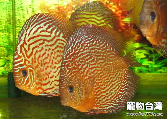 七彩神仙魚主要有哪些品種