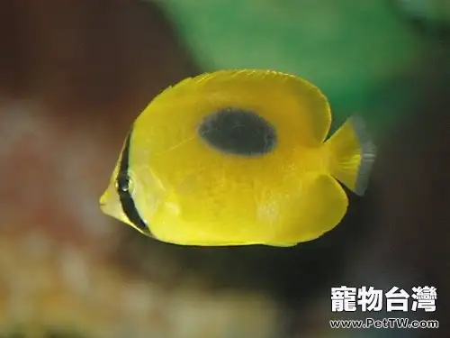 蝶魚飼養過程中要注意什麼