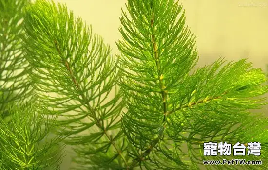 水葫蘆和金魚藻的不同之處