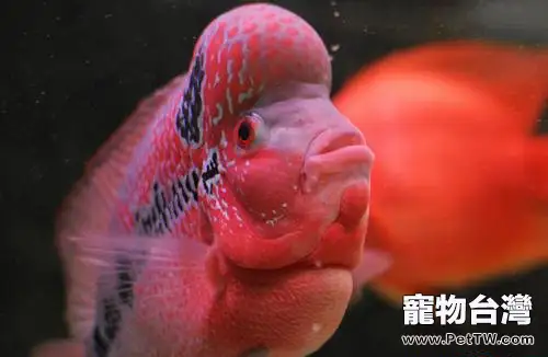 飼養羅漢魚的充氧和保溫設備