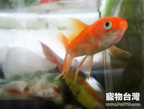 常見的金魚種類簡介