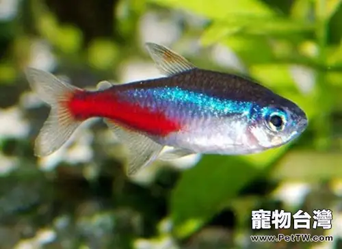 什麼水質適合觀賞魚生活