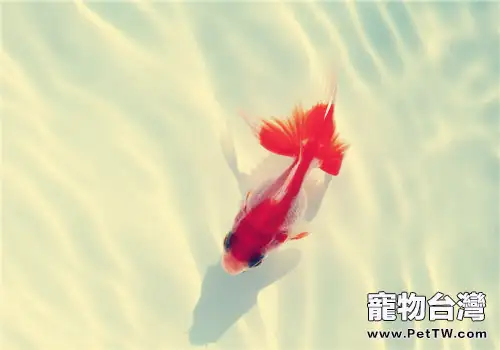 春季為金魚換水的方法