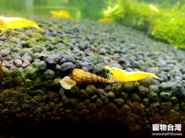 黃金米蝦的品種介紹