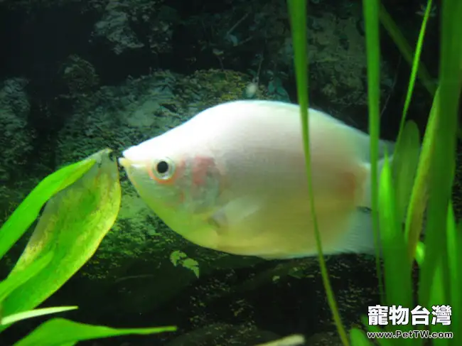 春季謹防觀賞魚魚虱