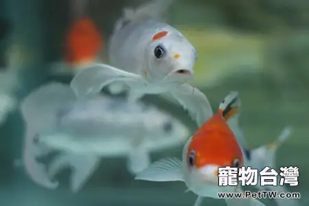 觀賞魚病常用抗生素介紹