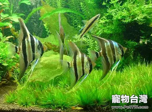 七彩神仙魚的用藥原則