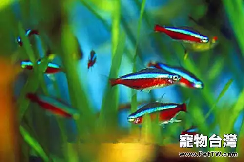 常見的燈魚易患疾病