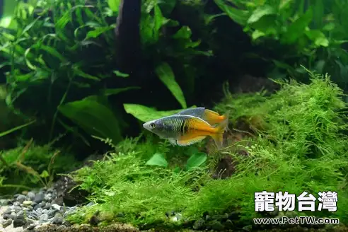 如何判斷水草缺乏氮肥(1圖)-寵物台灣