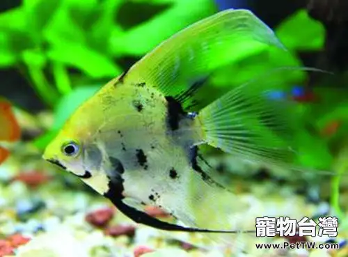 魚缸底生化過濾器介紹