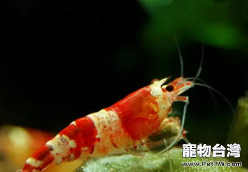 水晶蝦開缸的注意事項(1圖)-寵物台灣