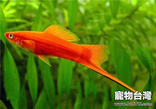 紅箭魚如何分公母