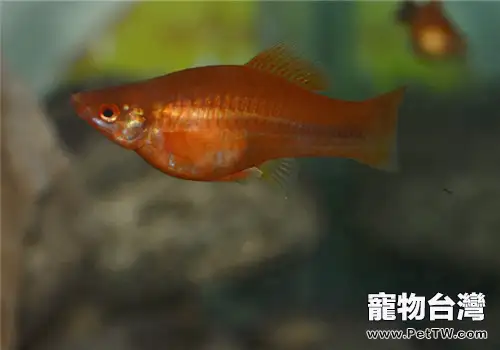 紅箭魚如何分公母