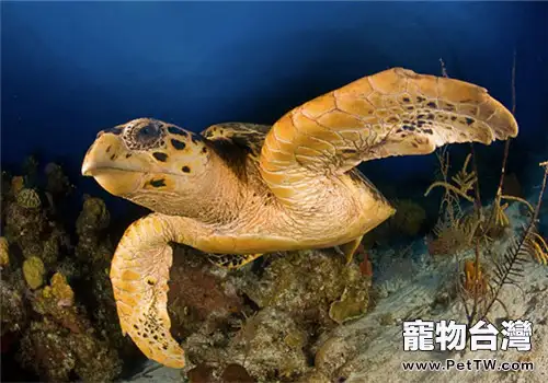 玳瑁的體形特徵及其繁育特點(1圖)-寵物台灣
