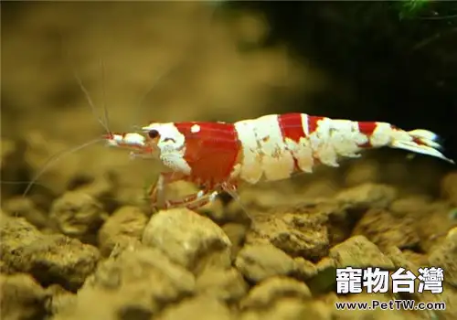 水晶蝦怎麼餵食