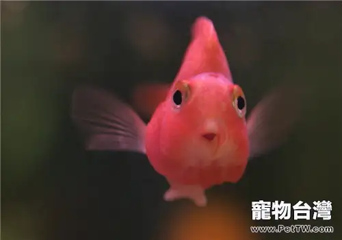 鸚鵡魚（血鸚鵡魚 財神魚）不吃食怎麼辦