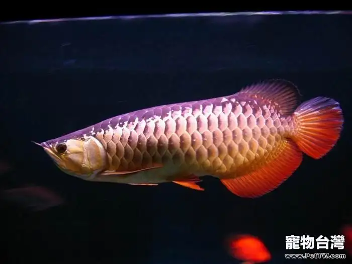 關於龍魚品相的標準