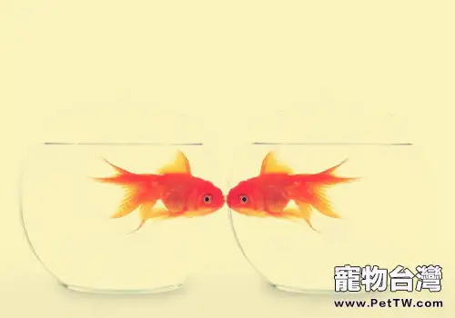 金魚死亡原因分析(1圖)-寵物台灣