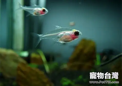 如何處理觀賞魚水質(1圖)-寵物台灣