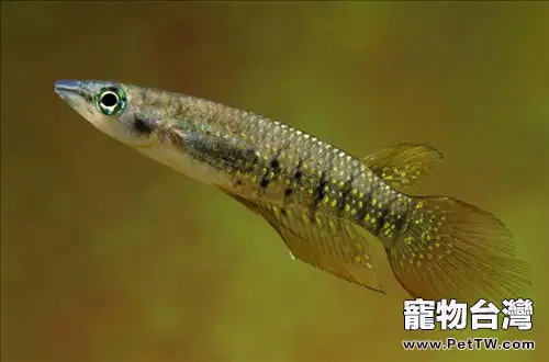 飼養鳉魚忌種類雜數量多