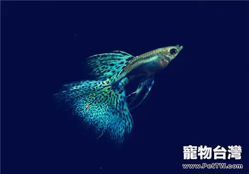 孔雀魚怎麼開缸