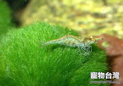 如何控制魚缸藻類的生長繁殖