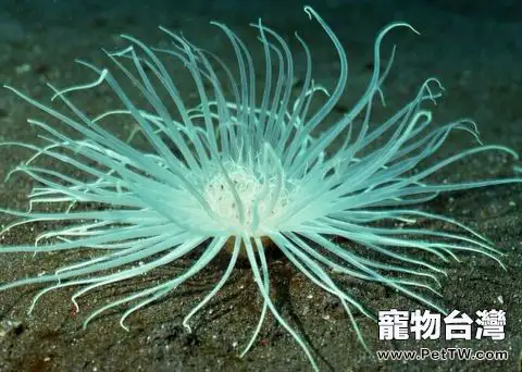 千手佛珊瑚的品種介紹