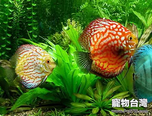 水草缸對七彩神仙魚的好處