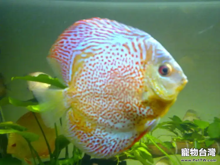能與七彩神仙魚混養的水草推薦(1圖)-寵物台灣