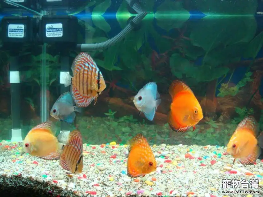 七彩神仙魚幼魚的挑選要點(1圖)-寵物台灣