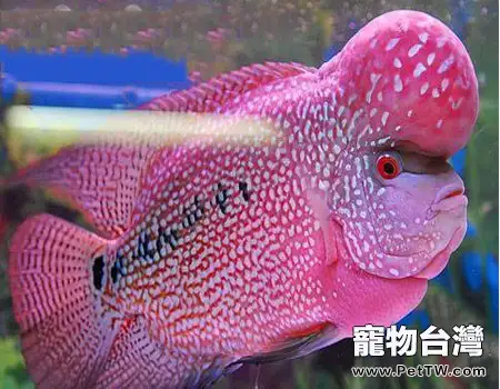 水族箱中光對魚的影響